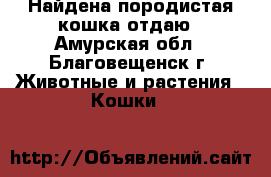 Найдена породистая кошка,отдаю - Амурская обл., Благовещенск г. Животные и растения » Кошки   